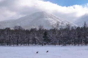 snowy day in Cades Cove