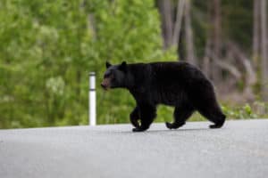 black bear in the road