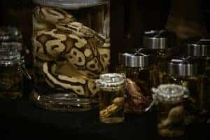 snakes and other oddities in jars