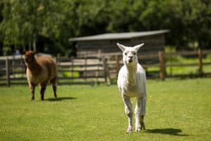 llamas in a field