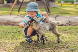 boy playing with goat