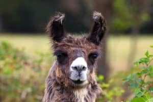 brown llama