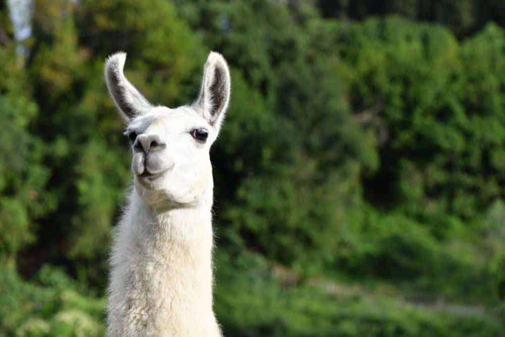 llama outside