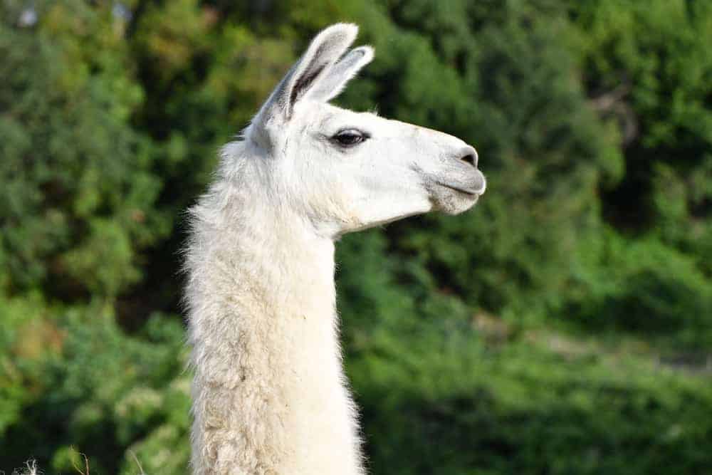 white llama