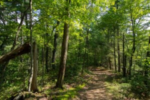 trail in the woods