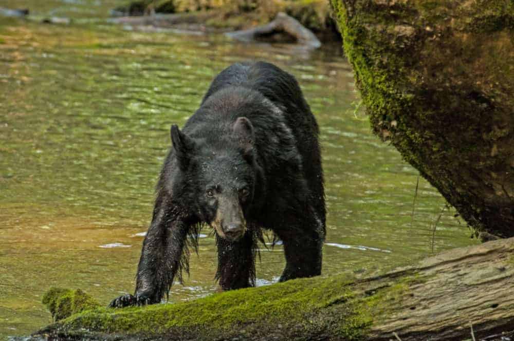 wet bear