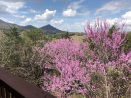 Spring mountain views 