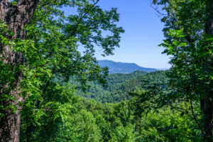 BearSlide Inn