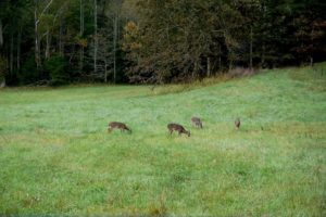 deer in cades cove