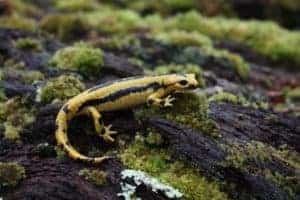 yellow salamander