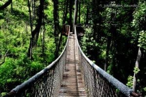 anakeesta treetop skywalk