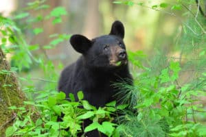 bear in cades cove