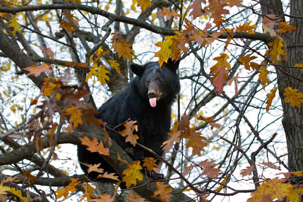 black bear up in tree