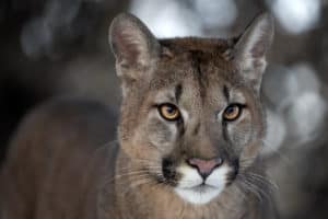 cougar in mountains
