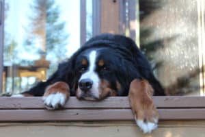 dog on deck of cabin rental