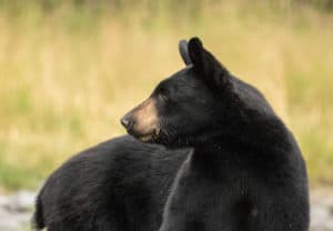 Black Bear 