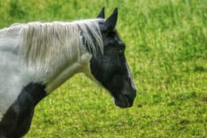 black and white horse in a field