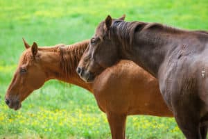 reddish brown and dark brown horses in a field