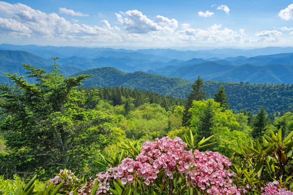 spring wildflowers in the smoky mountains