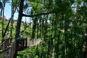 Treetop Skywalk at Anakeesta