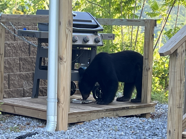 Message to bears to not drink out of the bird feeder