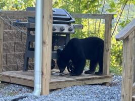 Many bears visit this property