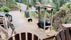 Mom and cubs having fun at the grill