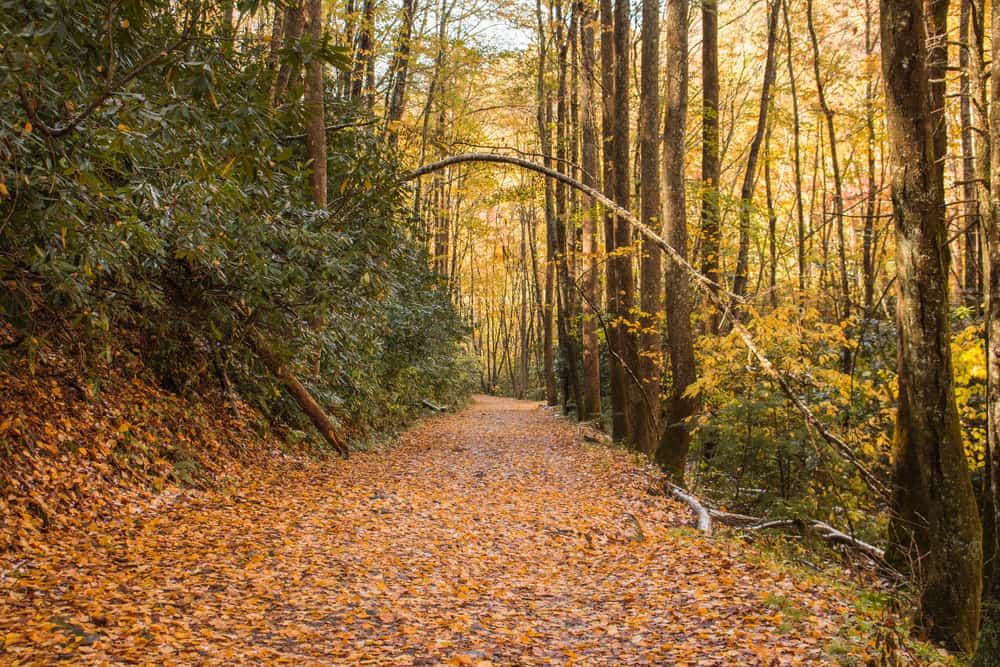 fall hiking trail in the Smoky Mountains