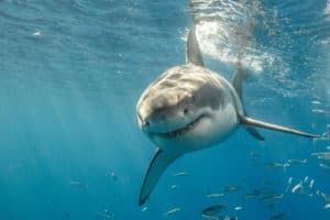 great white shark close to camera