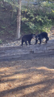 Bear watching from the top deck