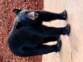 Bear watching from the top deck