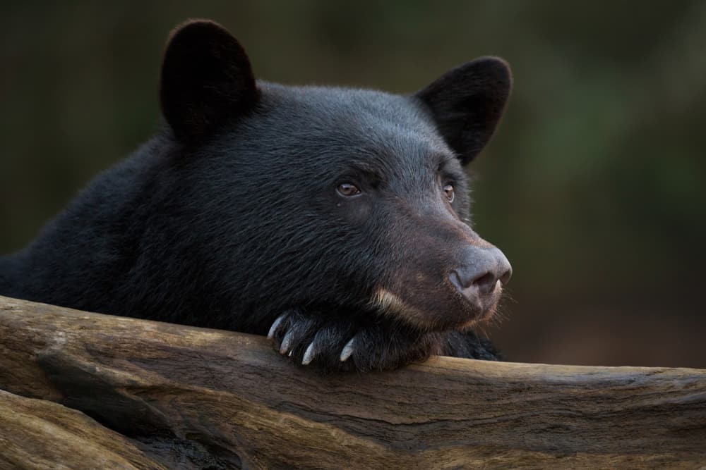 black bear resting hand on log