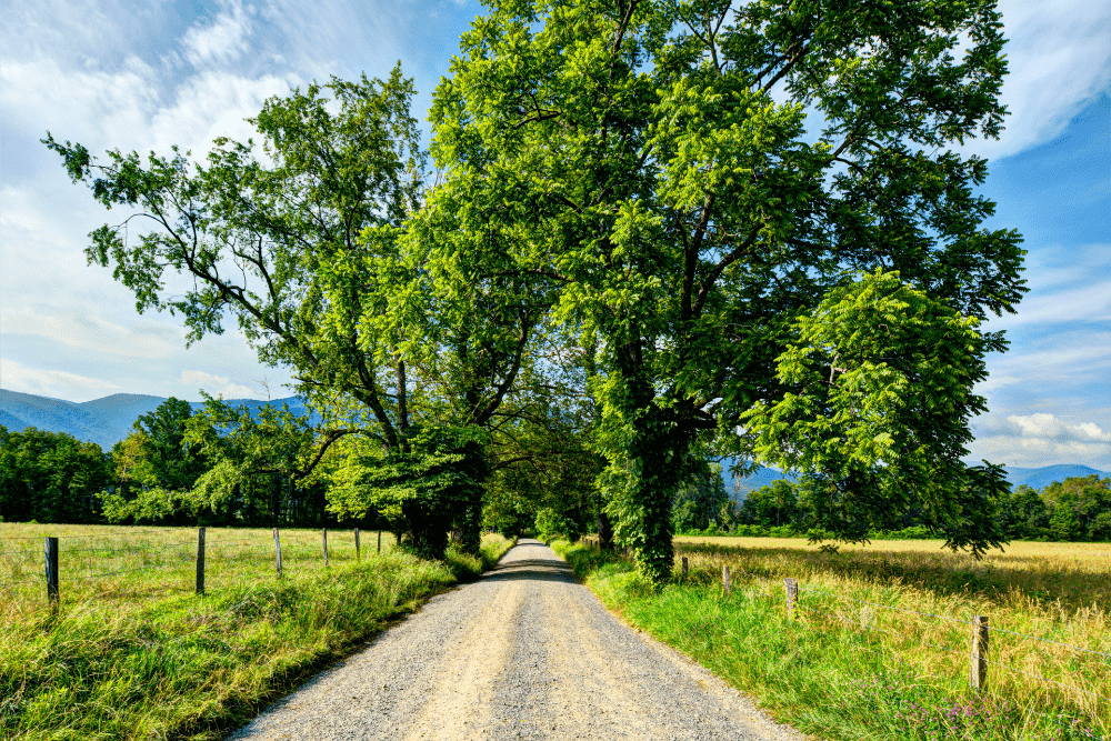 view from the cades cove scenic loop road with a few large trees