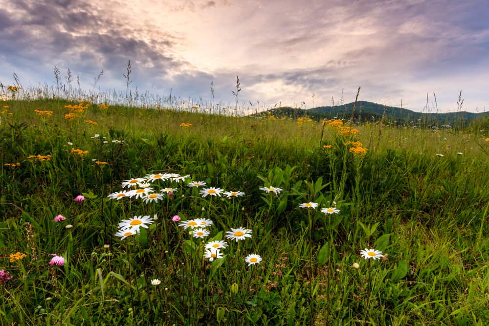 up close looking at wildflowers in cades cove