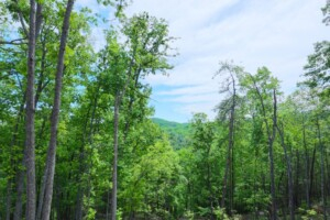 Bear Mountain