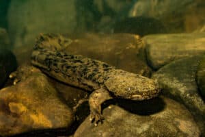 Hellbender salamander in river