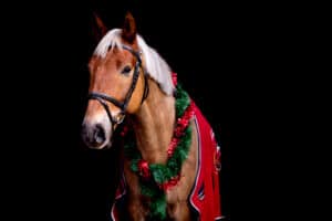 Horse wearing Christmas wreath
