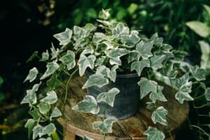 pot of ivy
