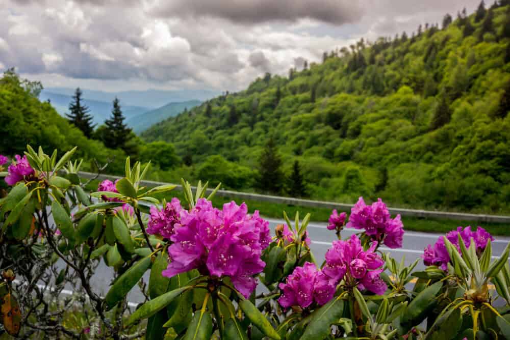 Purple wildflowers next to a Smoky Mountain road surrounded by vibrant greenery and mountain views