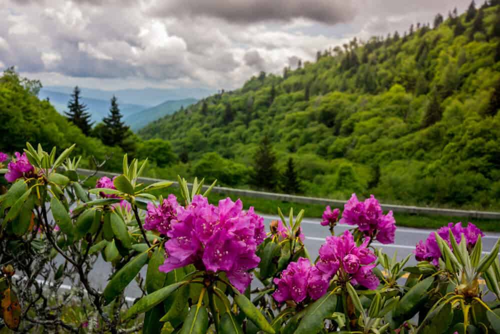 Purple wildflowers next to a Smoky Mountain road surrounded by vibrant greenery and mountain views