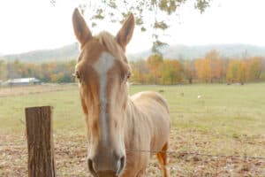 horse in cades cove