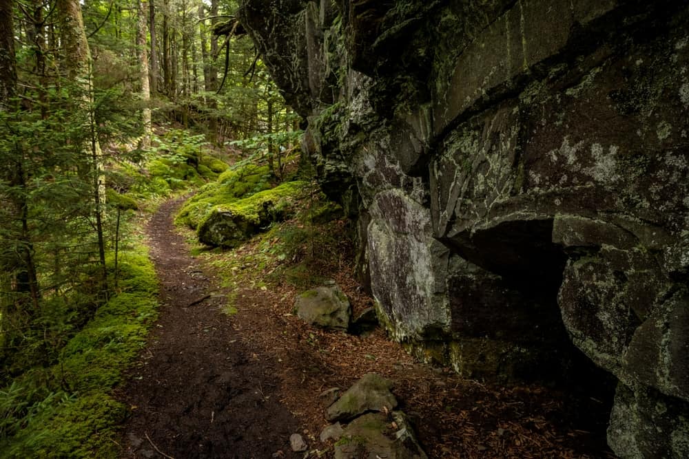 trail in the smokies